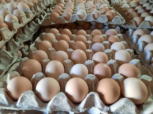 Broiler Hatching Egg