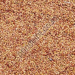 Alfalfa Herbal Seeds