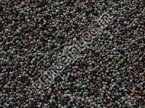 Indian Shatavari Herbal Seeds