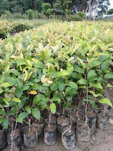 Thai Apple Bar Plants