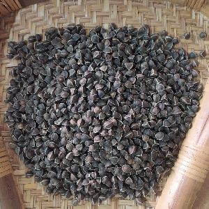 moringa oleifera seeds wings less