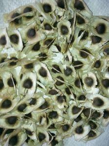 Moringa seeds with wings