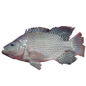 MonoSex Tilapia Seeds