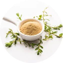 Bacopa Monnieri Extract