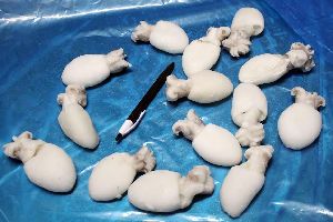 Frozen Baby Cuttlefish Cleaned