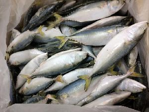Frozen Indian Mackerel Fish