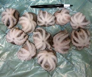 Frozen Octopus