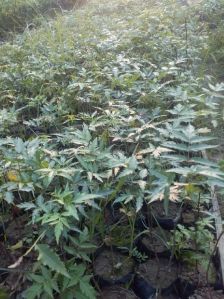 NEEM PLANTS