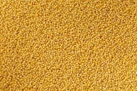 foxtail millet