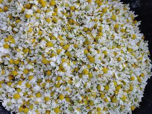 Chamomile flowers dry