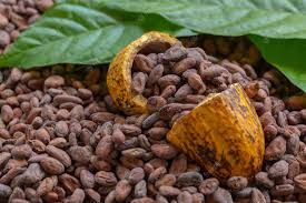 Cocoa seed beans