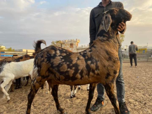 sheep farming service