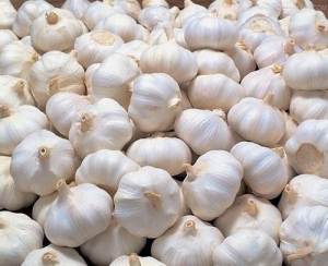 White Organic Garlic