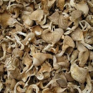 Dry Oyster Mushroom