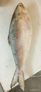 Frozen Hilsa Fish