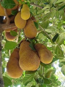 Jackfruit