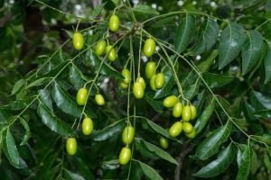 neem tree seeds