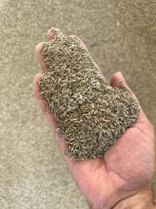 cumine seeds