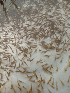 freshwater fish seeds