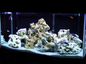 cichlid marine aquarium texas rock
