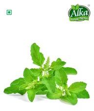 Tulsi Powder