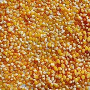 Maize (corn)