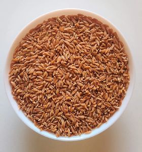 emmer khapali wheat