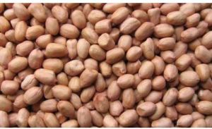 Groundnut Kernels