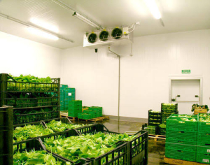 Vegetables and Fruits Cold Storage Room