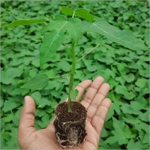 Papaya Seedling Plant