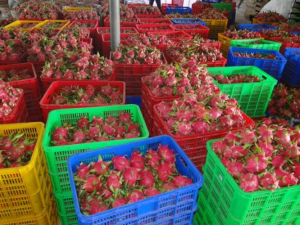 farm fresh dragon fruits