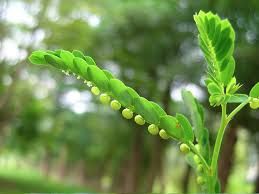 Phyllanthus leaves