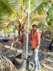 Coconut Plant