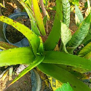 Aloe vera Plants