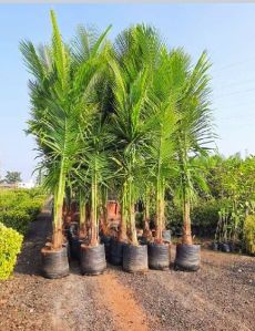 Areca Palm