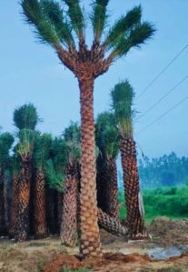 Date Palm