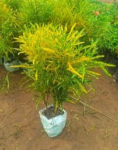 felifela aurea plant
