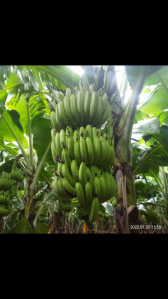 Banana Special Bio Fertilizer