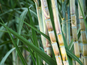 Sugarcane Special Bio Fertilizer