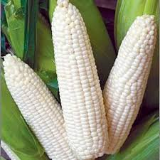 White Corn