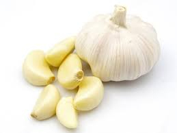 Garlic Plant