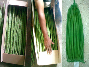 Fresh Moringa Drumstick