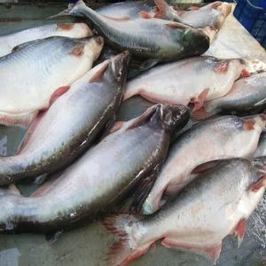 Pangasius Fish