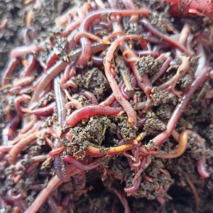 earthworm manure