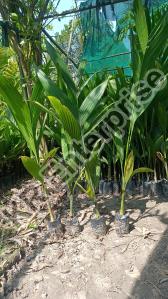 Betel Nut Plant