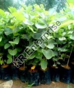 Red Sandalwood Plant