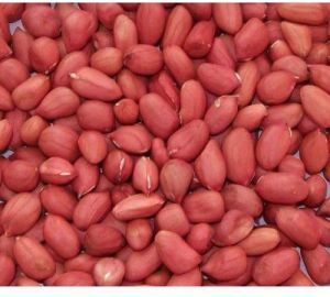 red high oil content groundnut seed