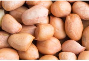 Red Skin Groundnut Kernel / Bold / Java Peanuts