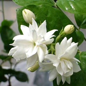 jasmine plants