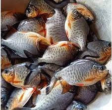 rupchanda fish